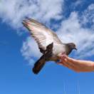 East-meets-West 马颖 profile