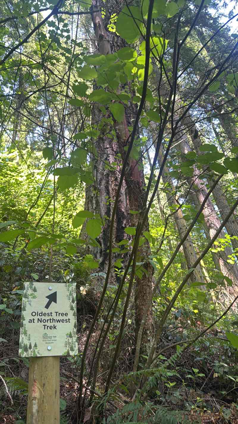 walking near me in Northwest Trek Wildlife Park in summer