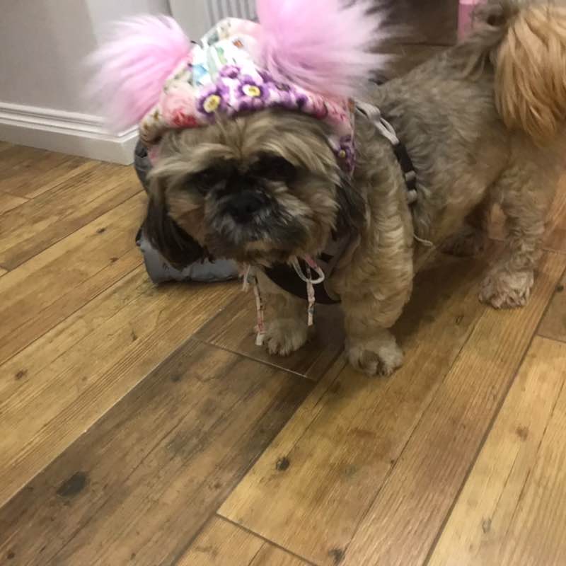 Aktywnie z psem MTB CANYON post image