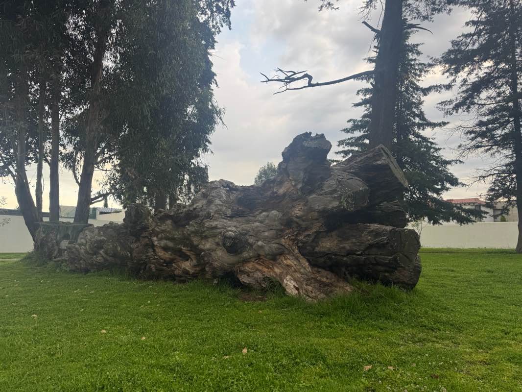 walking near me in Canchas bosque de las Fuentes in autumn