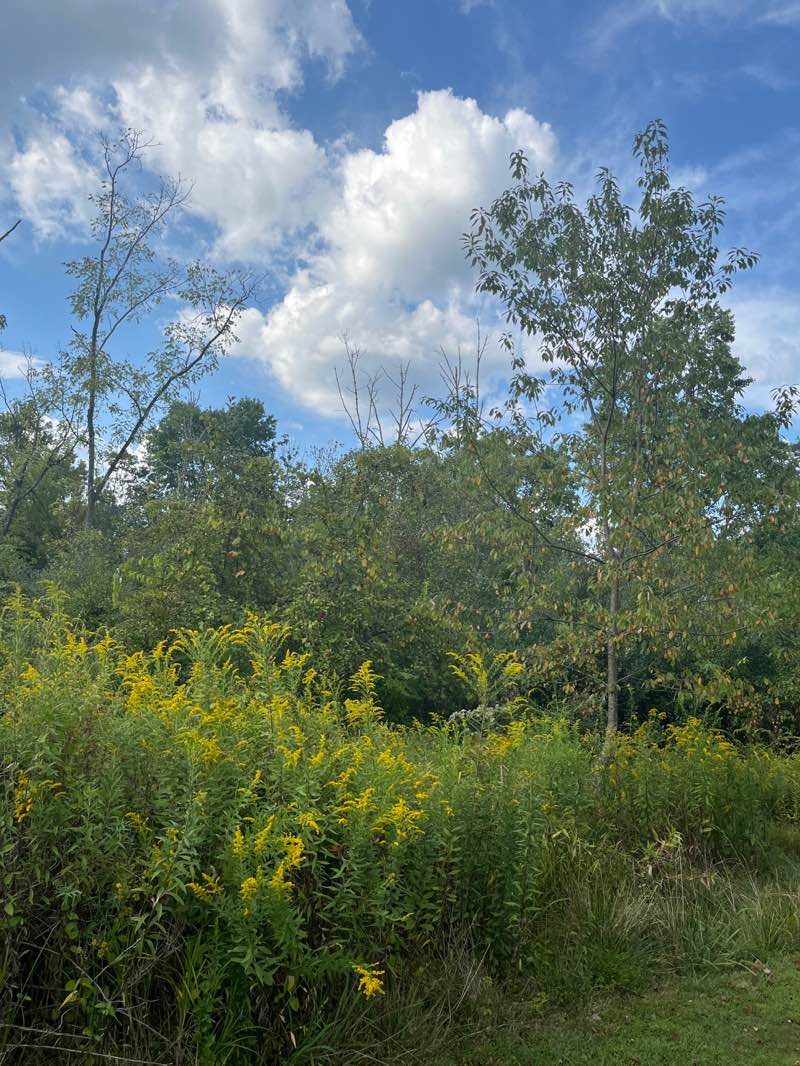 walking near me in State Game Lands Number 234 in autumn