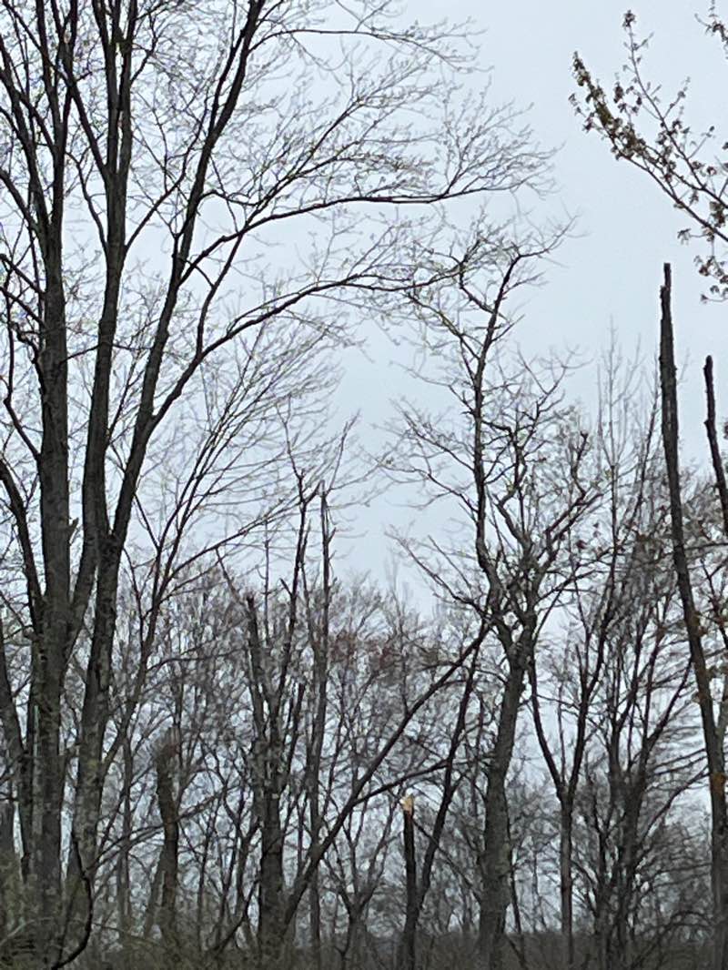 walking near me in State Game Lands Number 234 in spring