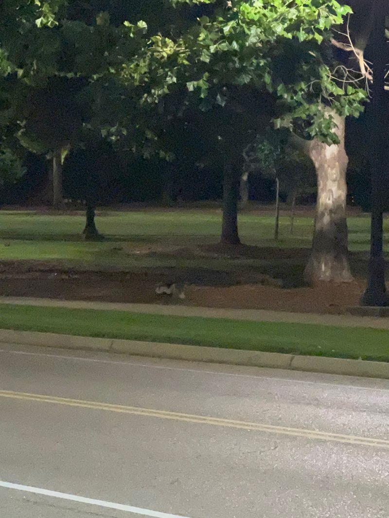 walking near me in The Junction in summer