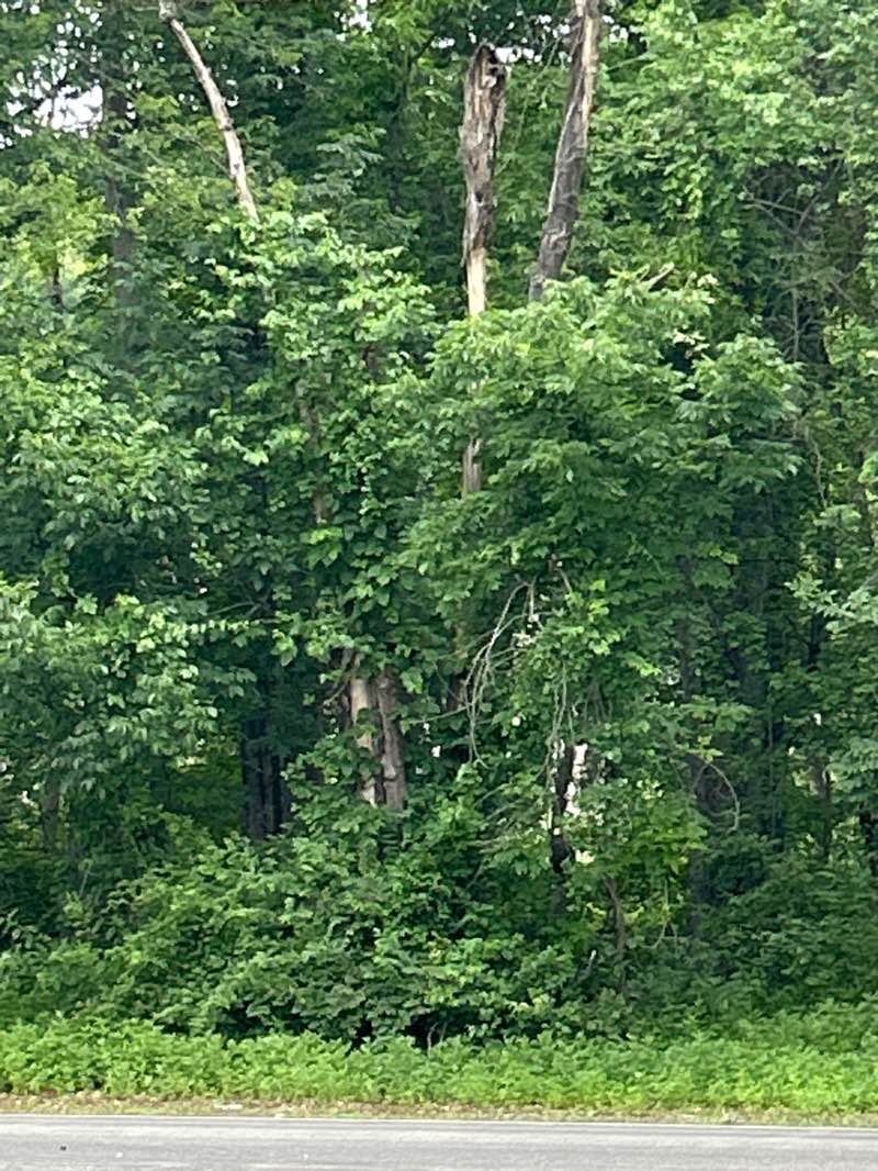 walking near me in Westchester County Parkland in summer