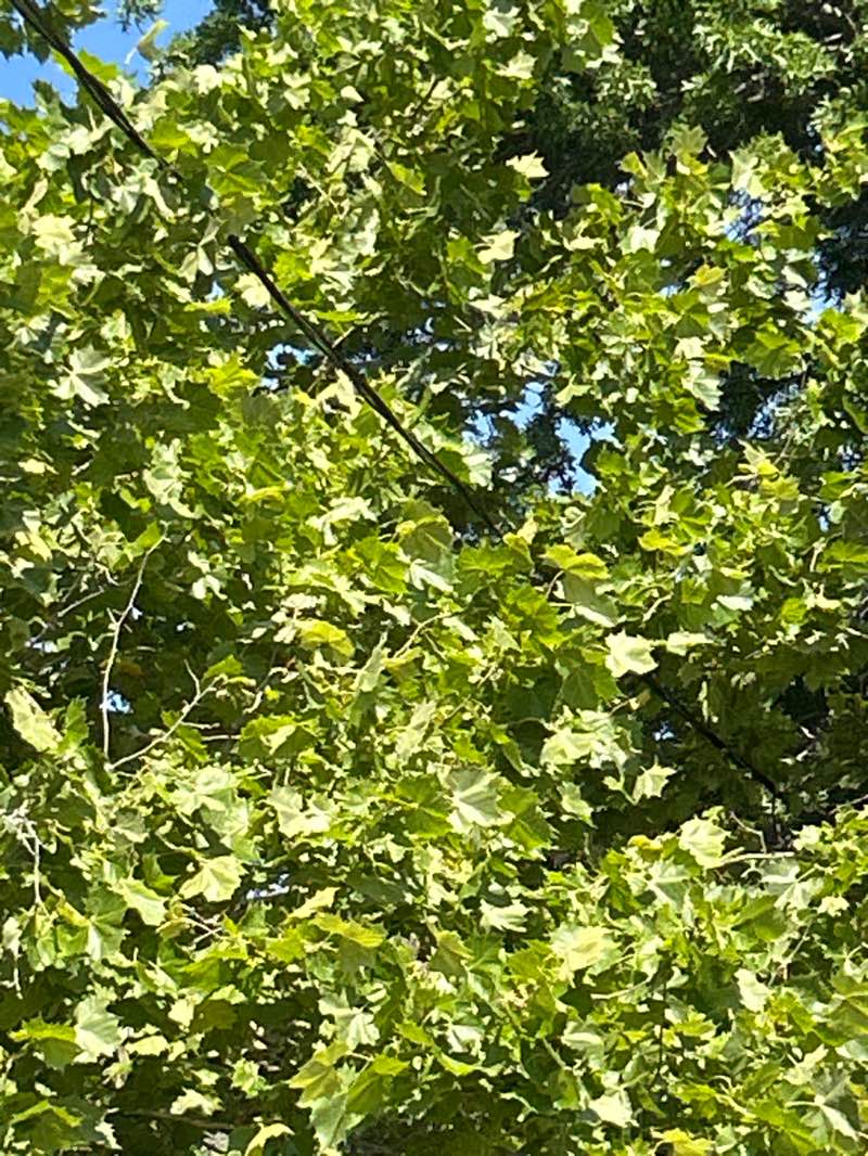 walking near me in Winthrop Cove Park in summer