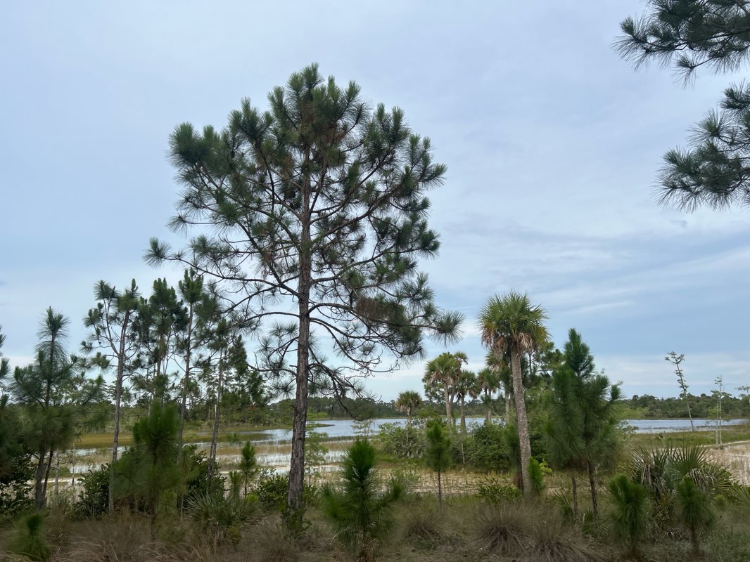 walking near me in Okeeheelee Park South in spring
