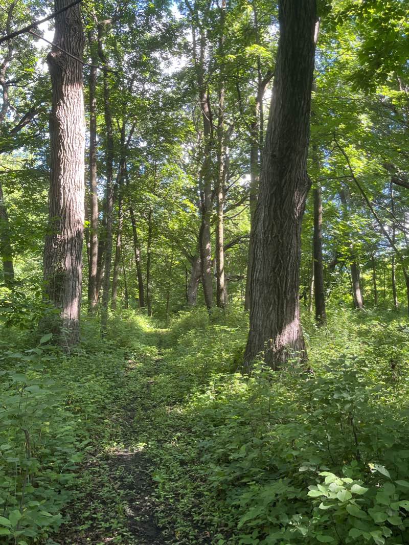 walking near me in Harley Woods in winter