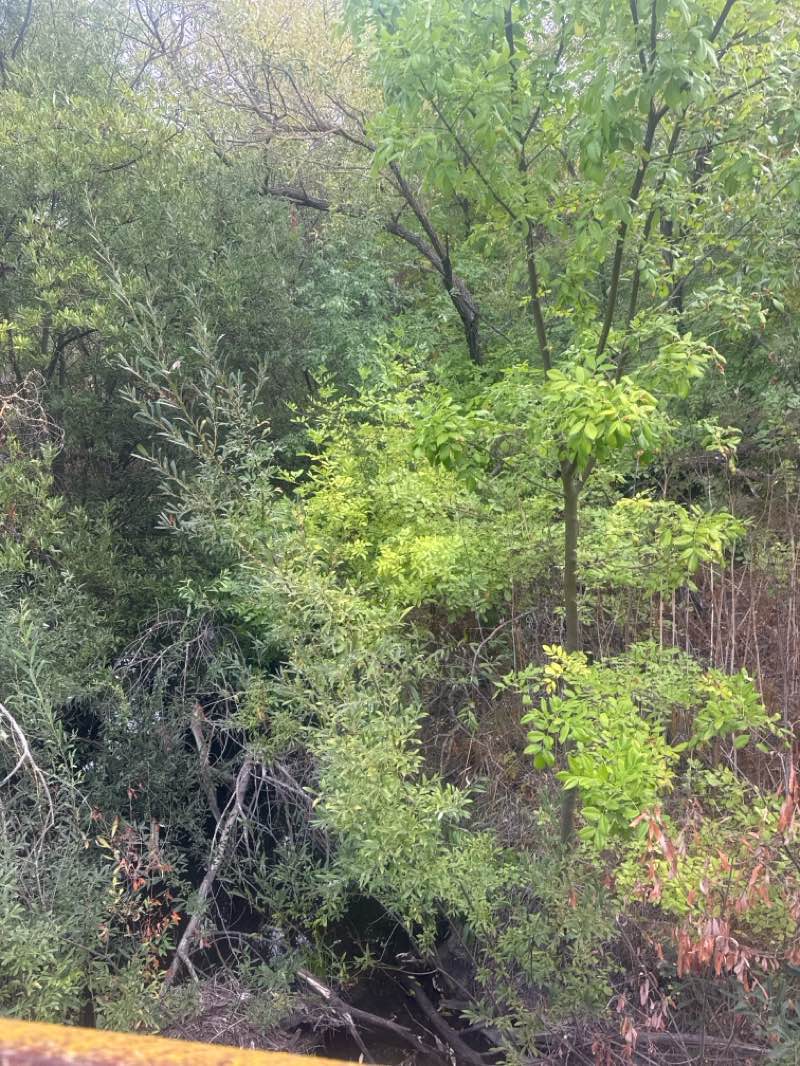 walking near me in Monarch Park in autumn