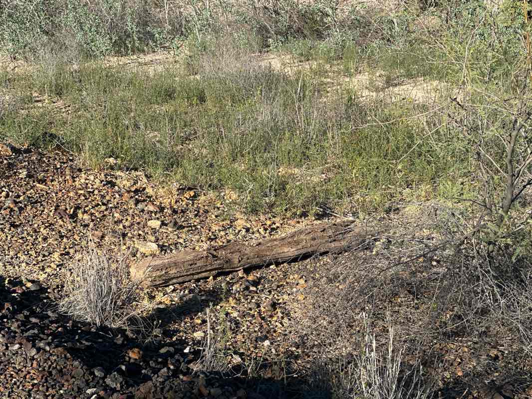 walking near me in San Pedro Riparian National Conservation Area in autumn