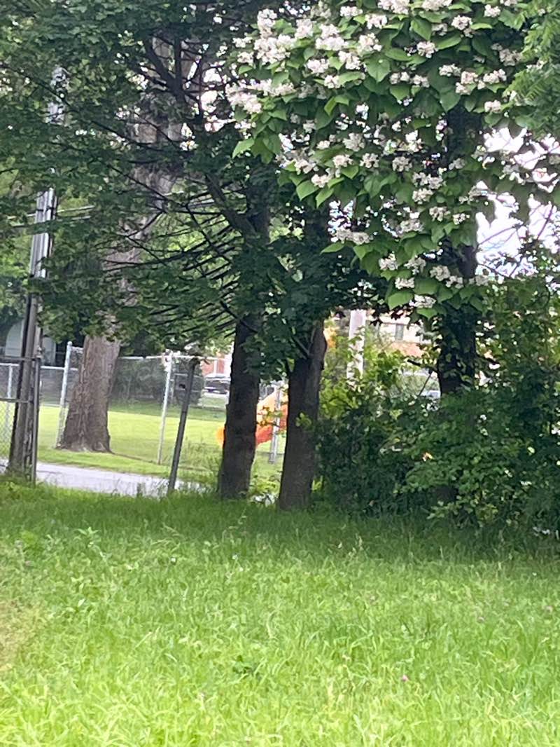 walking near me in Michael J. Anson Memorial Park in summer