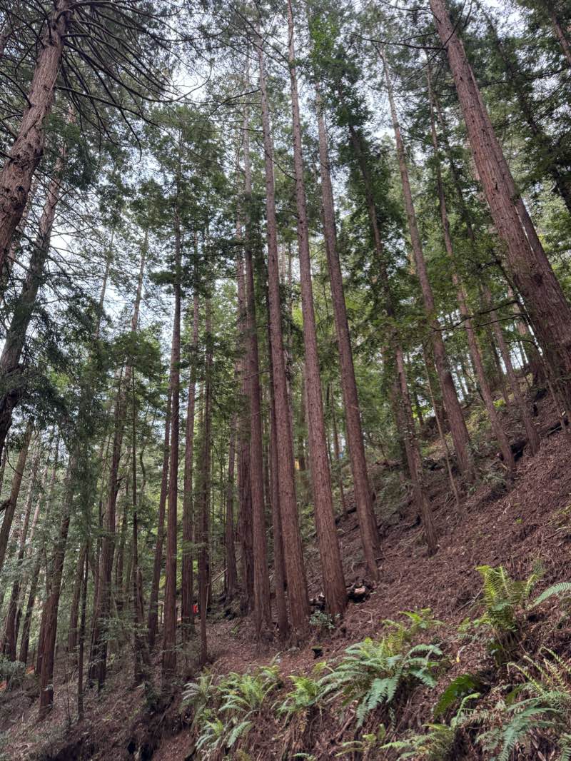 walking near me in Old Mill Park in winter