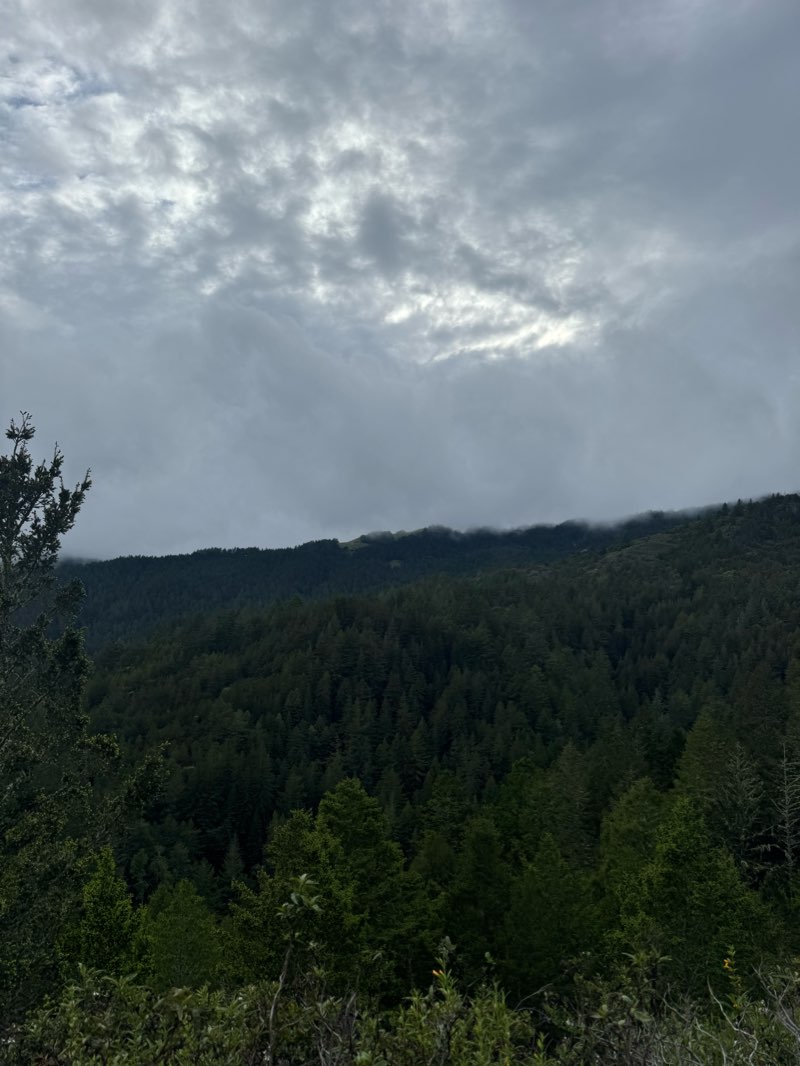 walking near me in Mount Tamalpais Watershed in winter
