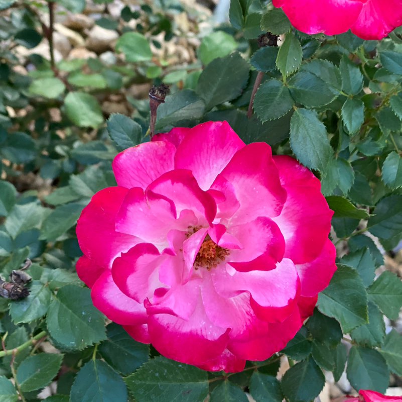 Trish Rose Thorn-Smith