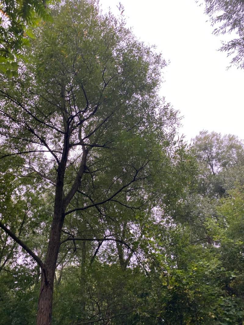 walking near me in Artisian Park in winter