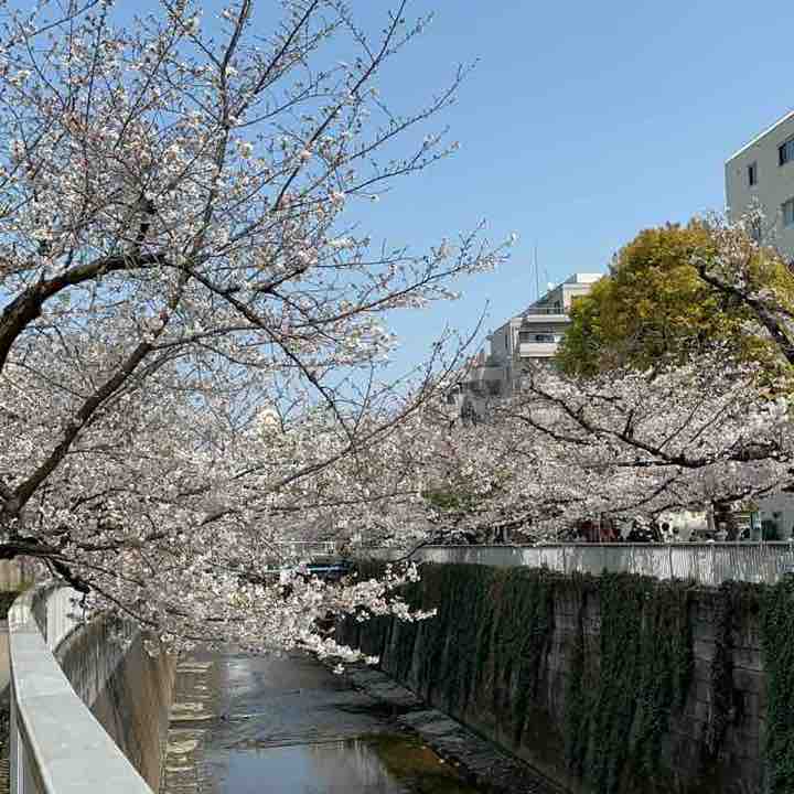 GBO team Natasha post image