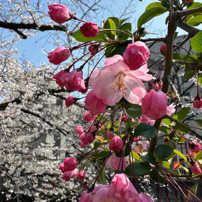 GBO team Natasha post image