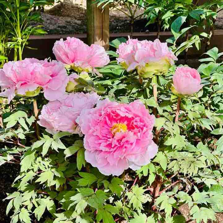 GBO team Natasha post image