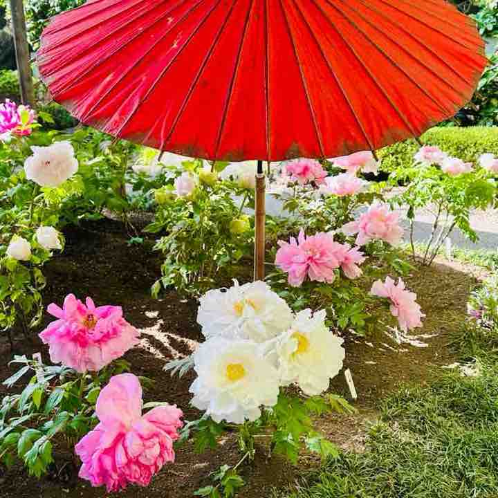 GBO team Natasha post image