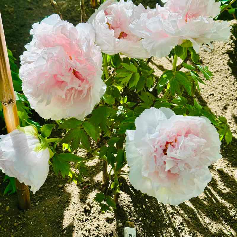 GBO team Natasha post image