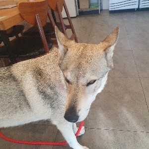 인싸x협의회x김민성