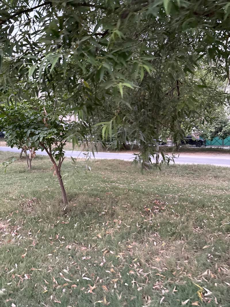 walking near me in Jogging Park in summer