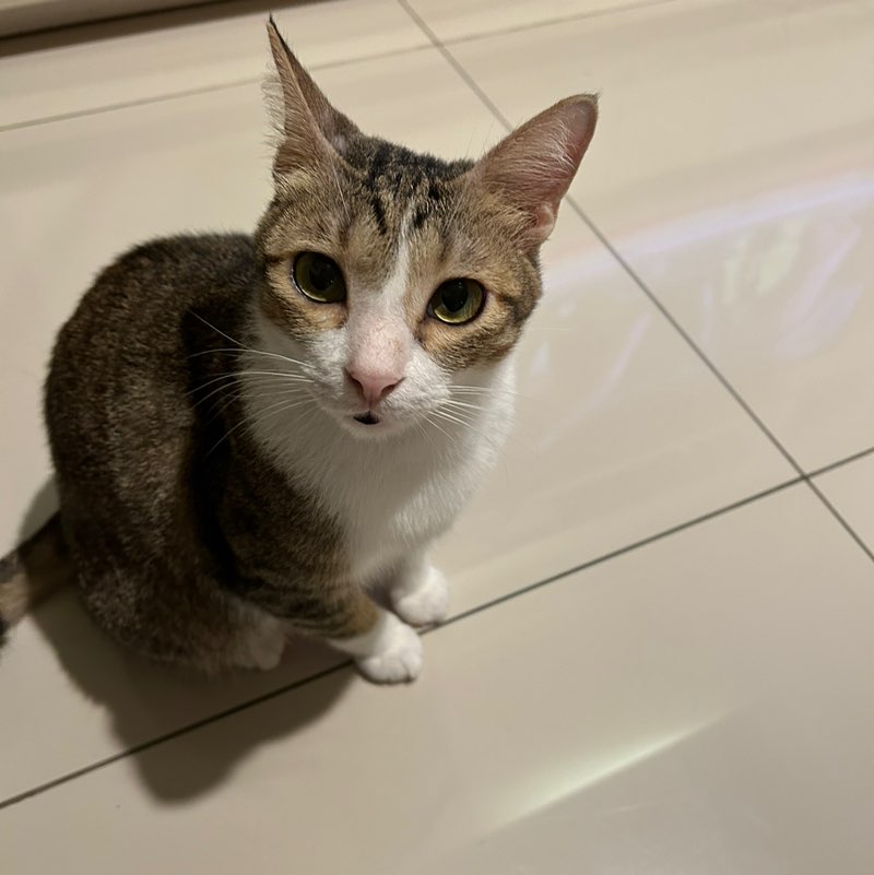 0040885_liana nazliana