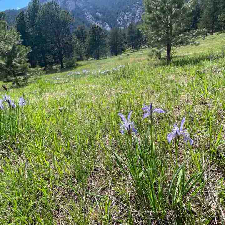Boiler Apocalypse post 1