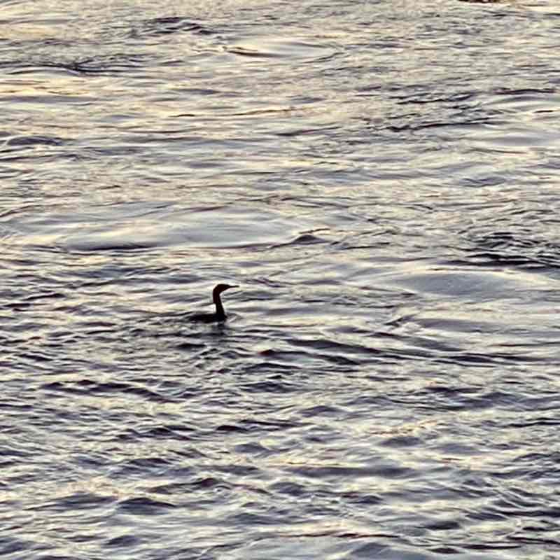 Boiler Apocalypse post 3