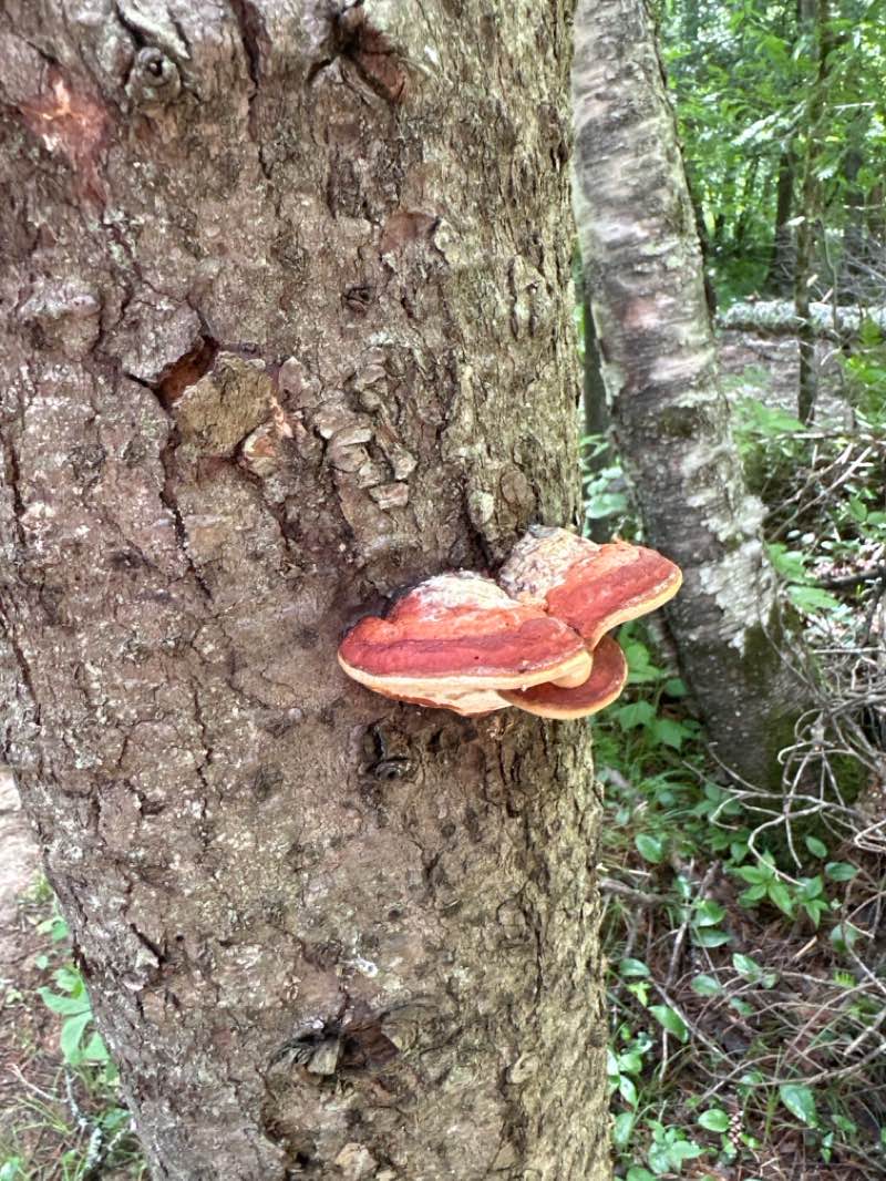 walking near me in Hammond Pond Wild Forest in winter
