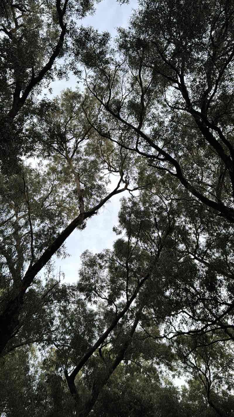 walking near me in Haruv Park in autumn