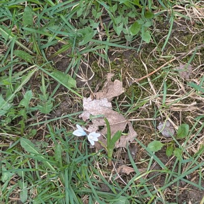 Нишлије у Торонту СпасиЦа post image