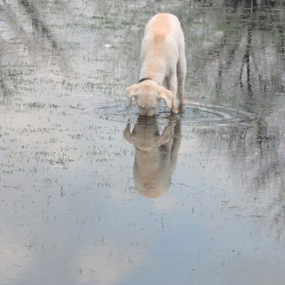 Нишлије у Торонту СпасиЦа post image