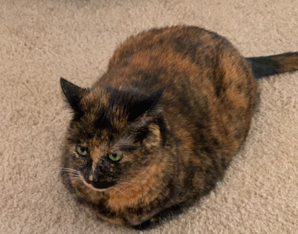 Beth🦩💜🐈‍⬛🌸 icon