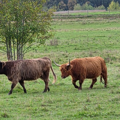 Soweit die Füße tragen…!!!🦶🦮 KK 🇩🇪🇨🇵 post image