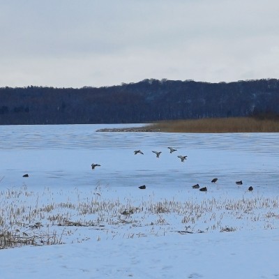 Schritte Challenge HS Coburg Kilian 🇩🇪 🐈 🐈‍⬛ 🇨🇵 post image