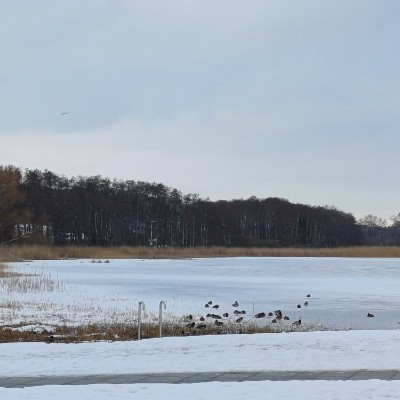 Schritte Challenge HS Coburg Kilian 🇩🇪 🐈 🐈‍⬛ 🇨🇵 post image