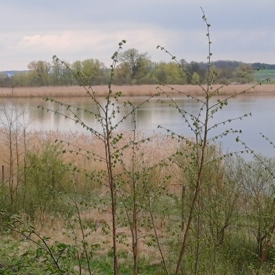 MARCHER RÉGULIÈREMENT Kilian 🇩🇪 🐈 🐈‍⬛ 🇨🇵 post image