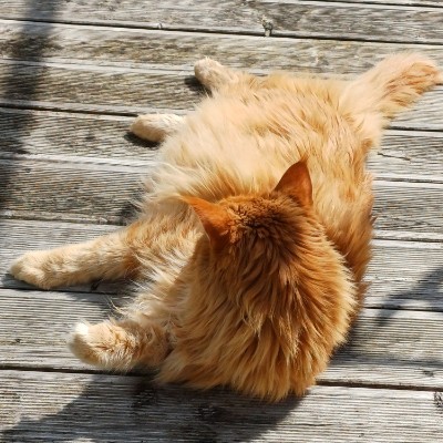 💝DAILY WALKS💝 Kilian 🇩🇪 🐈 🐈‍⬛ 🇨🇵 post image