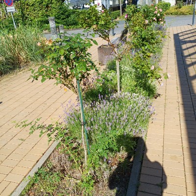 🌺BELGIUM FLOWER🌺 Kilian 🇩🇪🇨🇵🇪🇺, glücklich verheiratet - bitte KEINE privaten (Kontakt-) Anfragen!!! post image