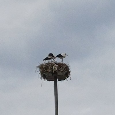 Soweit die Füße tragen…!!!🦶🦮 Kilian 🇩🇪🇨🇵🇪🇺, glücklich verheiratet - bitte KEINE privaten (Kontakt-) Anfragen!!! post image