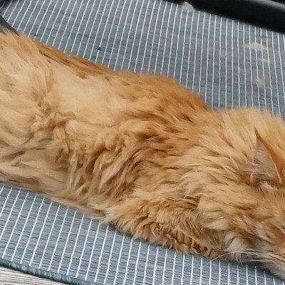 πΌπΉRun Daily ππΌββοΈππΌββοΈππ KK π©πͺπ¨π΅ post image