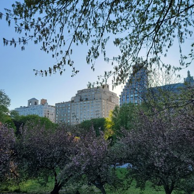 Central Park joggers Bruno post image