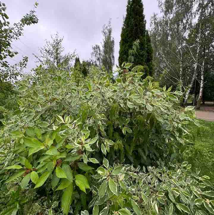 я за ЖИЗНЬ Julia Gerber post image