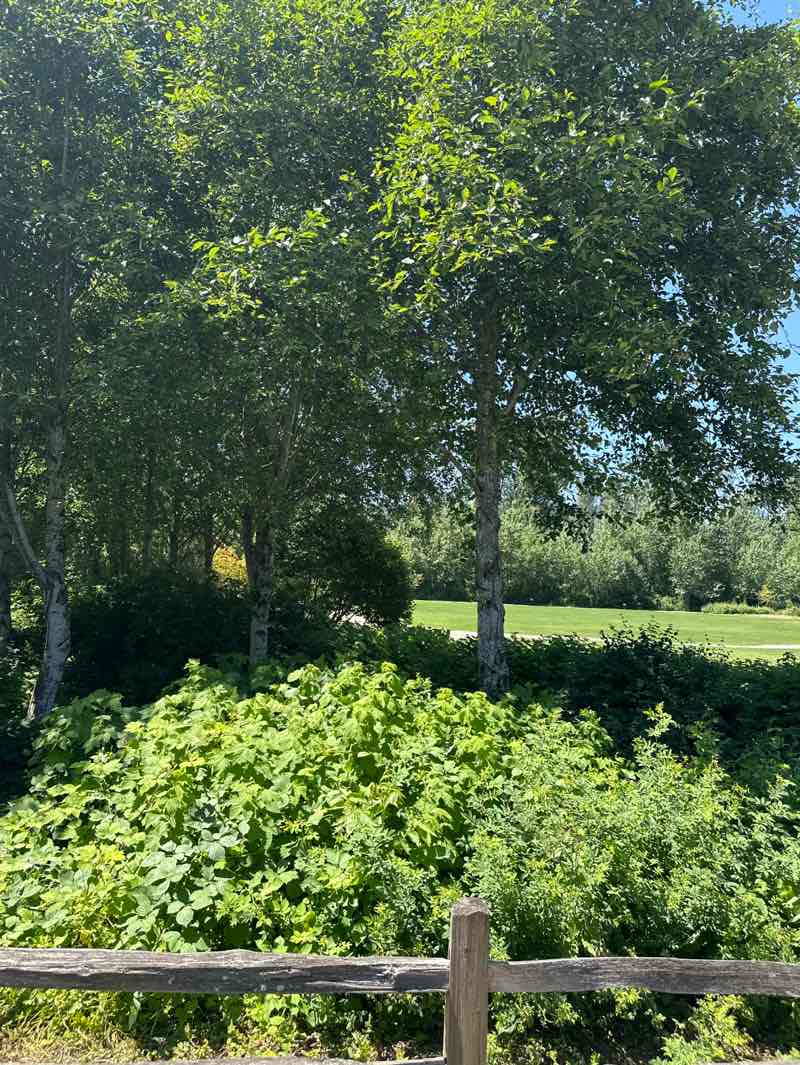 walking near me in Confluence Park in summer