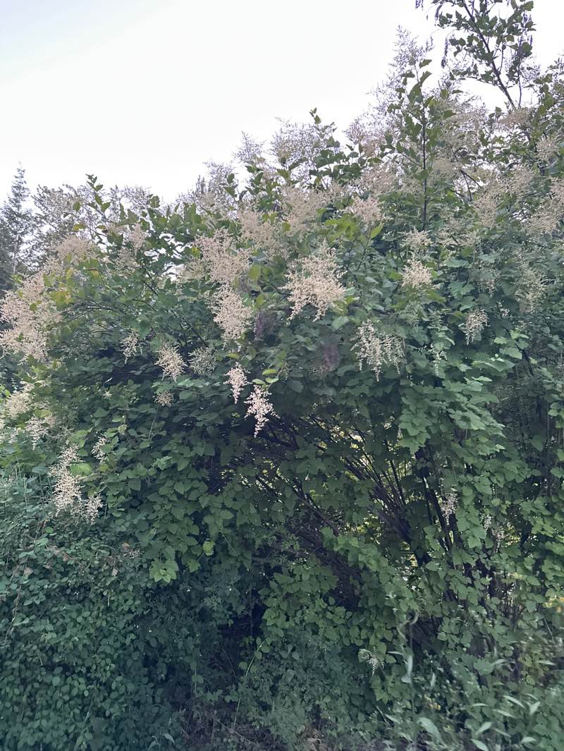 walking near me in Confluence Park in summer