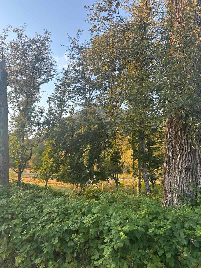 walking near me in Tanner Landing Park in autumn