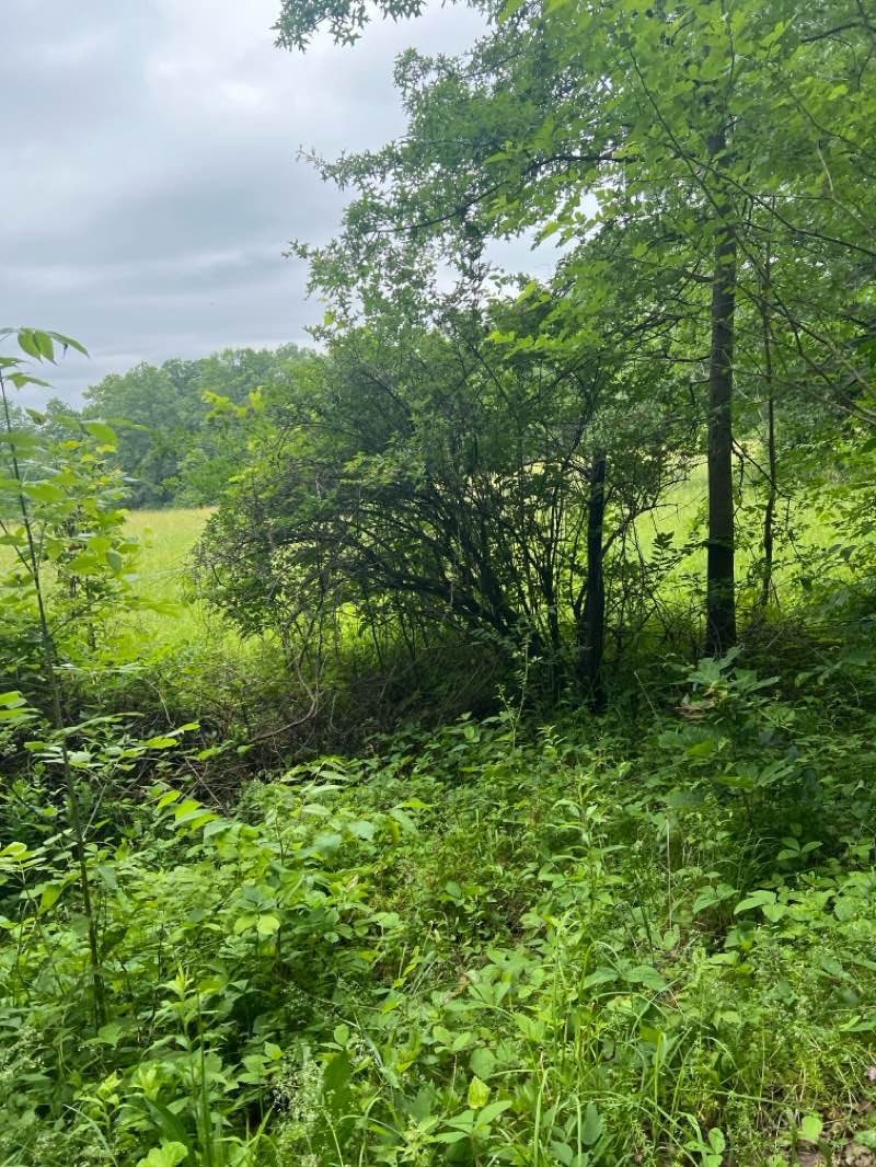 walking near me in Falling Waters Preserve in summer