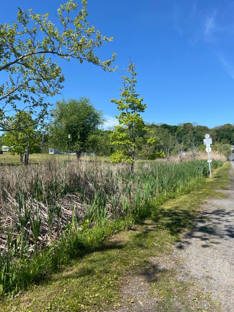 walking near me in Kingston Point Park in spring
