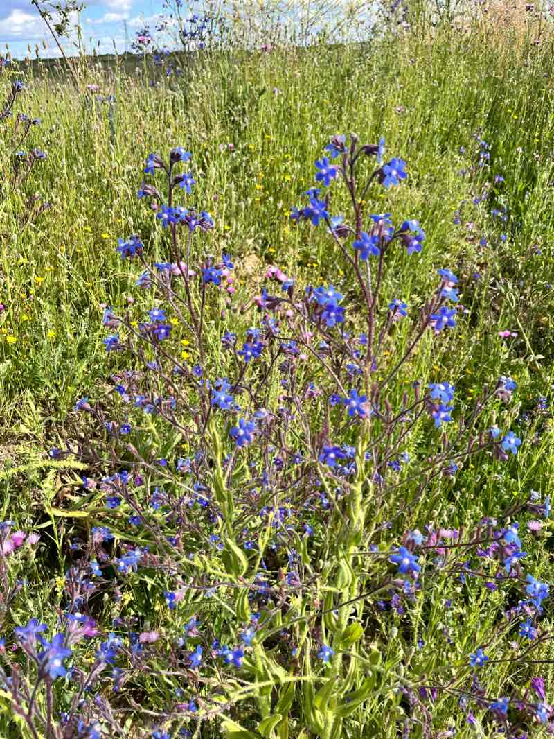 walking near me in Parque de los Estados in winter
