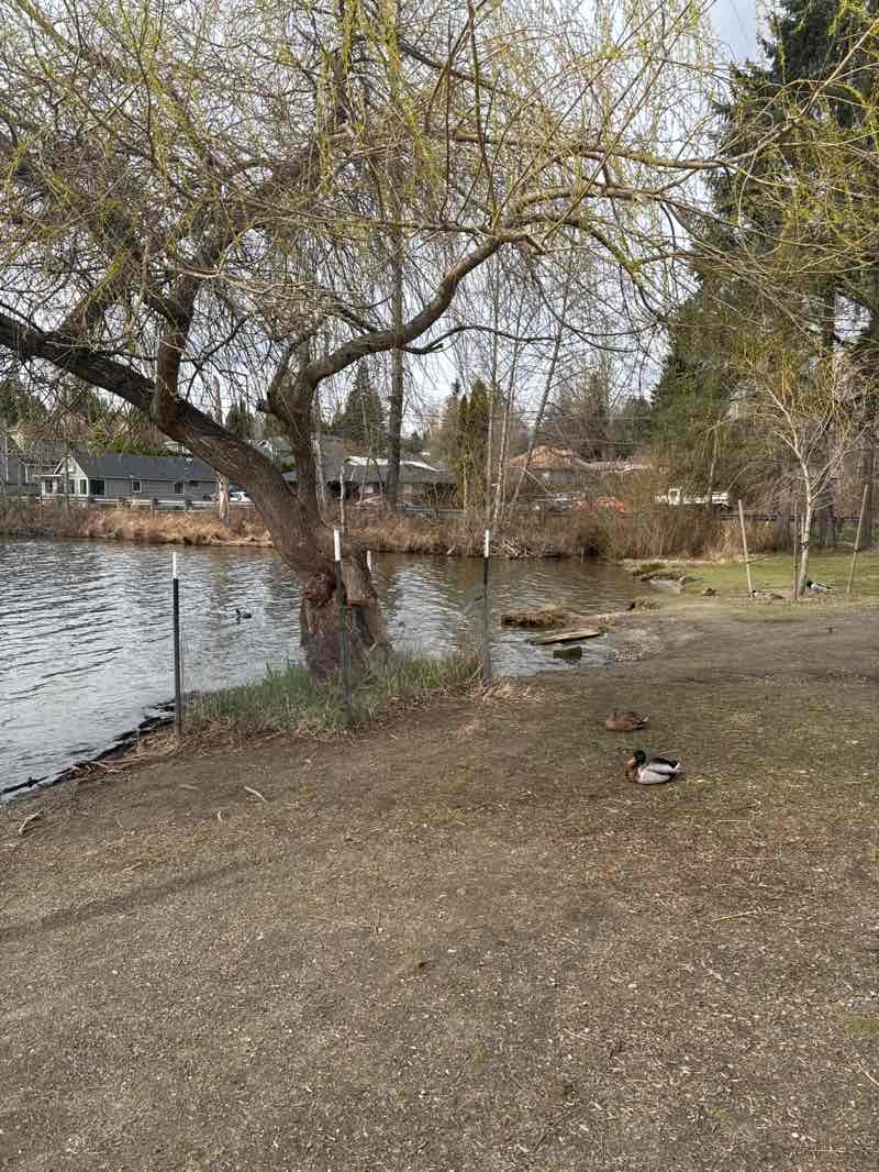 walking near me in North Cove Park in spring